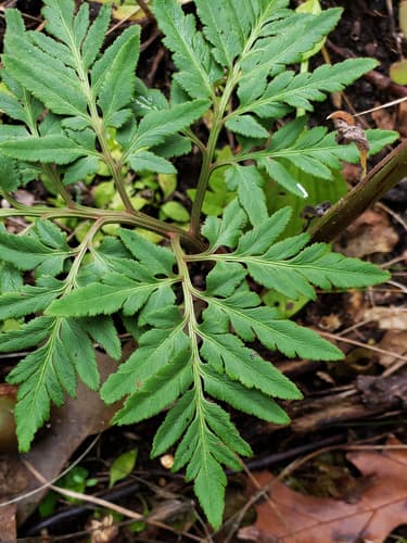 Cutleaf Grapefern (Sceptridium dissectum)