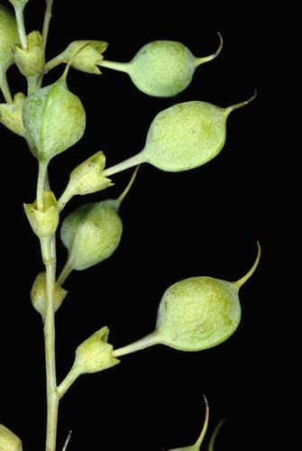 Horseflyweed (Baptisia tinctoria)
