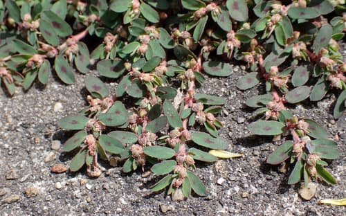 Spotted Sandmat (Chamaesyce maculata)