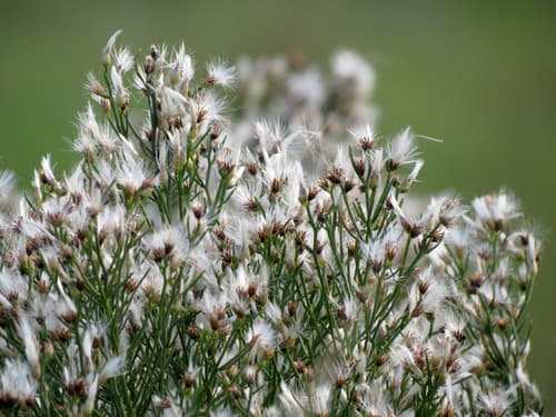 Narrow-leaf baccharis (Baccharis angustifolia)