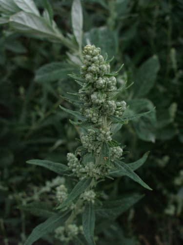 Douglas' Sagewort (Artemisia douglasiana)