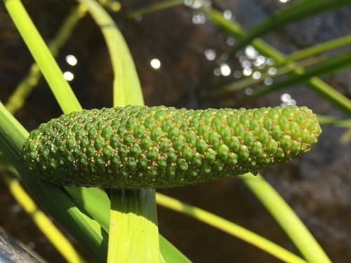 American sweetflag (Acorus americanus)