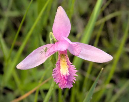 Snakemouth Orchid (Pogonia ophioglossoides)