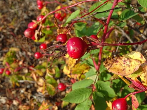 Smooth Rose (Rosa blanda)