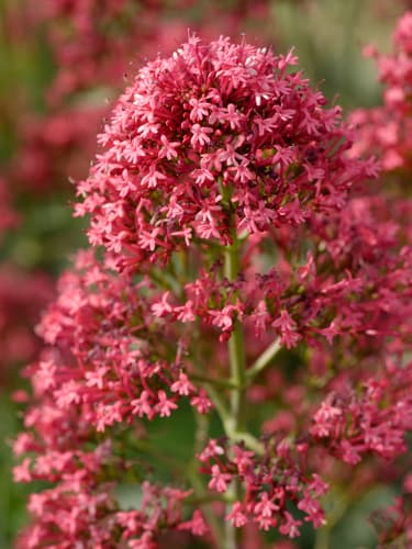 (Centranthus ruber)