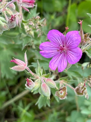 Sticky Geranium (Geranium viscosissimum)