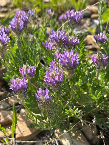 Laxmann'S Milk-Vetch (Astragalus laxmannii)