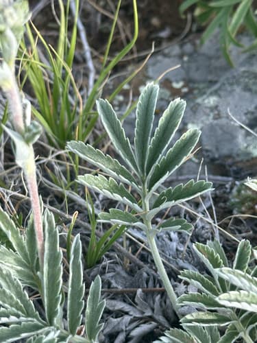 Woolly Cinquefoil (Potentilla hippiana)