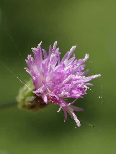 Little Ironweed (Cyanthillium cinereum)