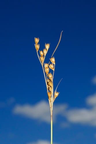 Interior Rush (Juncus interior)