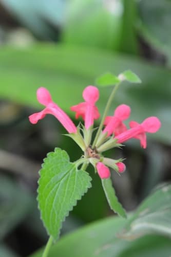 Scarlet betony (Stachys coccinea)