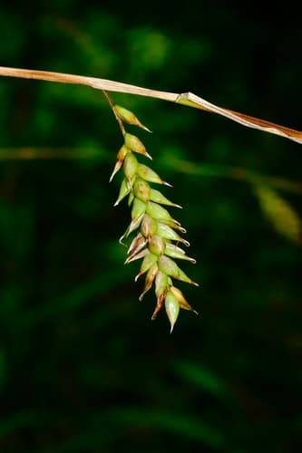 Cherokee Sedge (Carex cherokeensis)