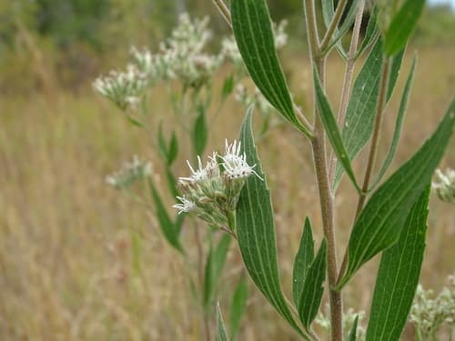 Tall Thoroughwort (Eupatorium altissimum)