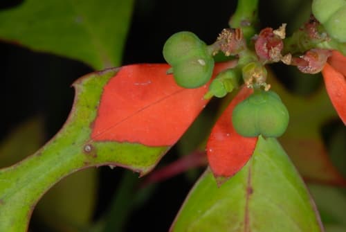 Painted Leaf Poinsettia (Euphorbia cyathophora)