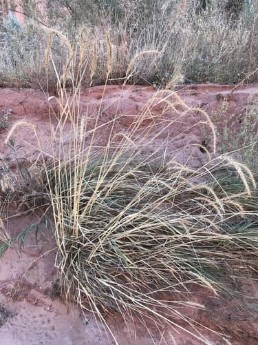 Canada Wild Rye (Elymus canadensis)