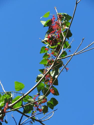 Carolina Moonseed (Cocculus carolinus)