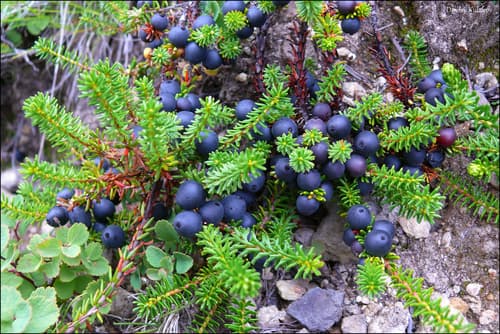 Curlew-berry (Empetrum nigrum)