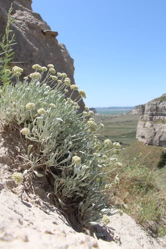 Branched Eriogonum (Eriogonum pauciflorum)