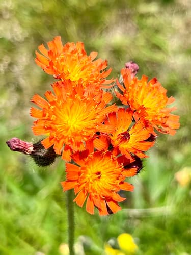 Fox-and-cubs (Hieracium aurantiacum)
