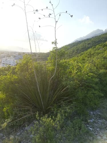 Giant hesperaloe (Hesperaloe funifera)