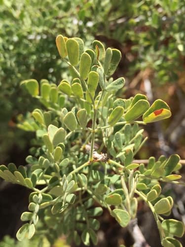 Gregg Catclaw Acacia (Senegalia greggii)