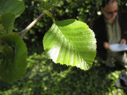 White alder (Alnus rhombifolia)