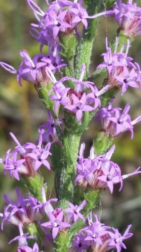 Slender Blazing Star (Liatris gracilis)