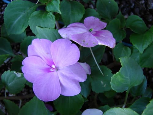 Impatiens (Impatiens walleriana)