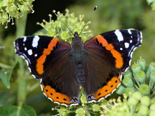 Red Admiral (Vanessa atalanta)