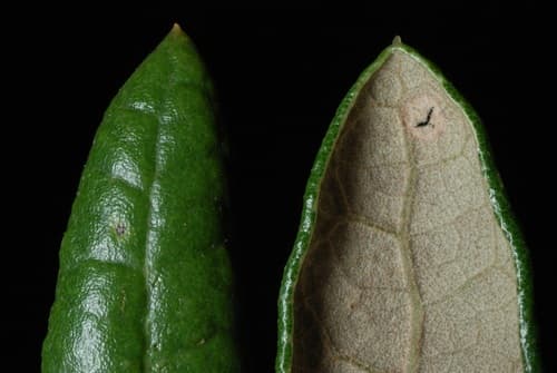 Sand Live Oak (Quercus geminata)