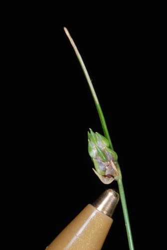 Keeled Bulrush (Isolepis carinata)