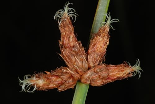 Chairmaker's bulrush (Scirpus americanus)