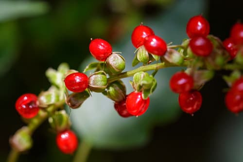 Pigeonberry (Rivina humilis)
