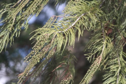 Montezuma Cypress (Taxodium mucronatum)