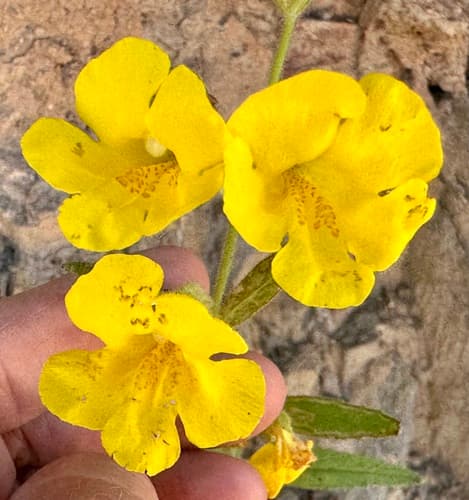 Cleveland's bush monkeyflower (Mimulus clevelandii)