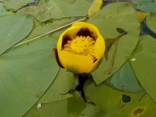 Pond-Lily (Nuphar variegata)