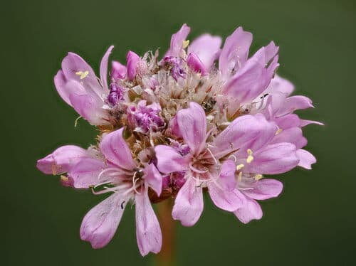 Marsh daisy (Armeria maritima)