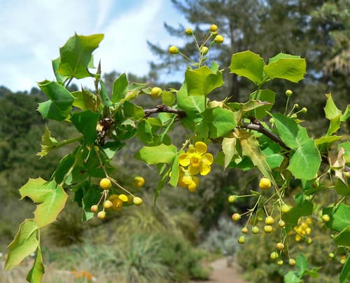 Fremont's mahonia (Mahonia fremontii)
