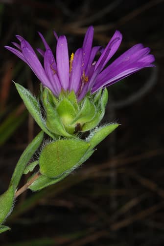 Barrens Silky Aster (Symphyotrichum pratense)
