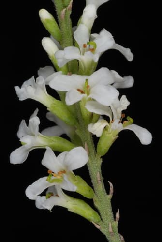 Kidneywood (Eysenhardtia texana)