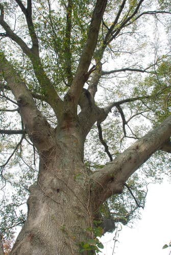 Laurel Oak (Quercus laurifolia)