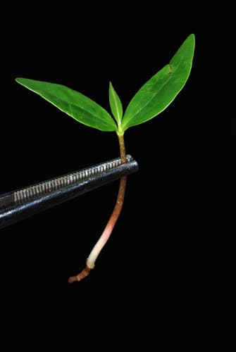 Southern Magnolia (Magnolia grandiflora)