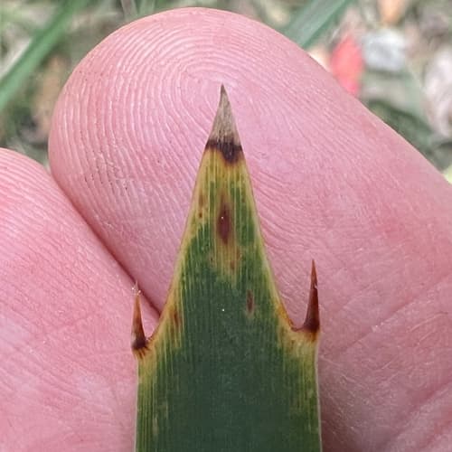 Longleaf mat-rush (Lomandra longifolia)