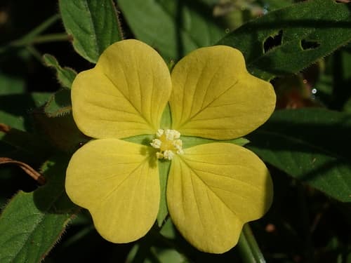 Mexican Primrose Willow (Ludwigia octovalvis)