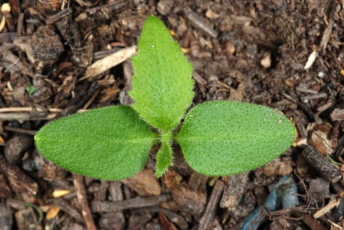 Sandpaper Tree (Ehretia anacua)