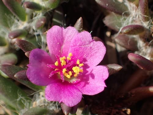 Chisme (Portulaca pilosa)
