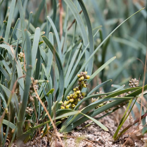 Dwarf mat-rush (Lomandra nana)