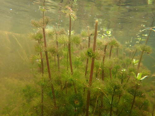Beck'S Water-Marigold (Bidens beckii)