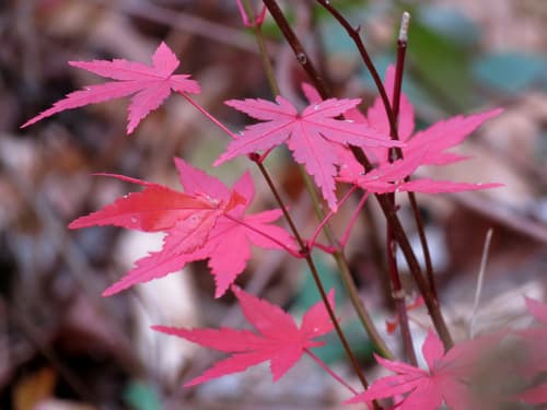 Japanese Maple (Acer palmatum)