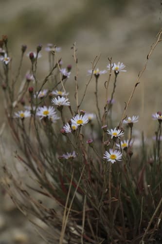 Marsh Alkali Aster (Almutaster pauciflorus)